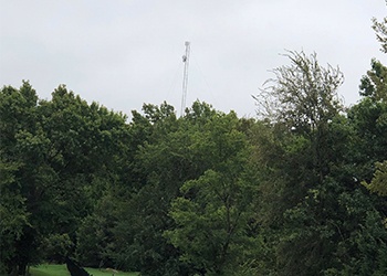 Park with trees